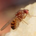 Замърсяването на въздуха убива любовните трепети на насекомите
