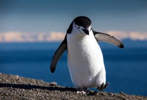 Повече от половината антарктически растения и животни могат да изчезнат заради изменението на климата
