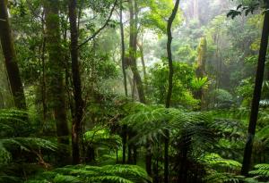 Учени планират да създадат "супергора" в Австралия, включваща дървета с произход от древния континент Гондвана