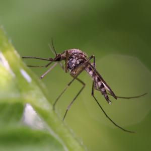 Учени определиха цветовете, които привличат комарите 