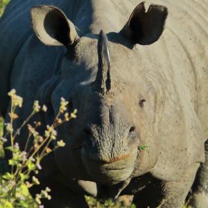 Започват да инжектират радиоактивни материали в рогата на носорози, за да спрат бракониерите