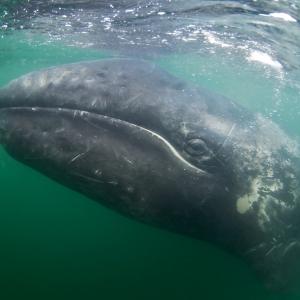 Сиви китове в Тихия океан се смаляват заради климата 