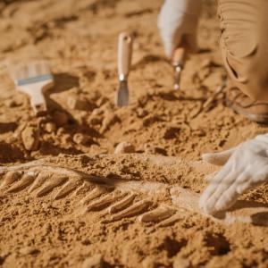 Откриха вкаменелости на древно влечуго, подобно на крокодил, в Бразилия