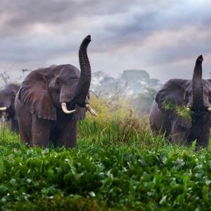 Африканските слонове се обръщат един към друг с уникални имена