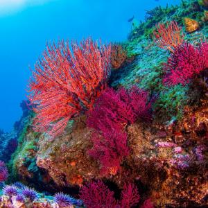 Червен корал e забелязан за първи път в плитките води на Магелановия проток