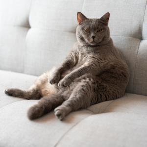 Домашните котки могат да са отличен модел за изследване на затлъстяването при хората