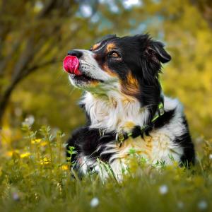 Миризмата на човешкия стрес влияе върху емоциите на кучетата