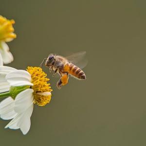 Осъществиха осеменяване на пчели със замразена сперма