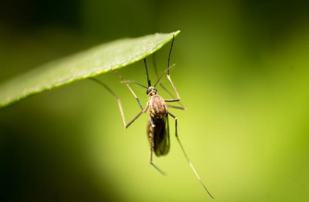 "Фабрика" за комари в Колумбия помага в борба срещу треската денга и дезинформацията 