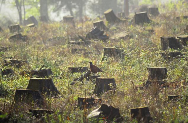 WWF пусна мобилно приложение за подаване на сигнали за незаконни дейности в гората