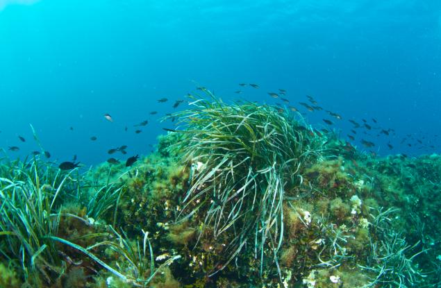 Живи организми на дълбочина 1960 метра в Черно море