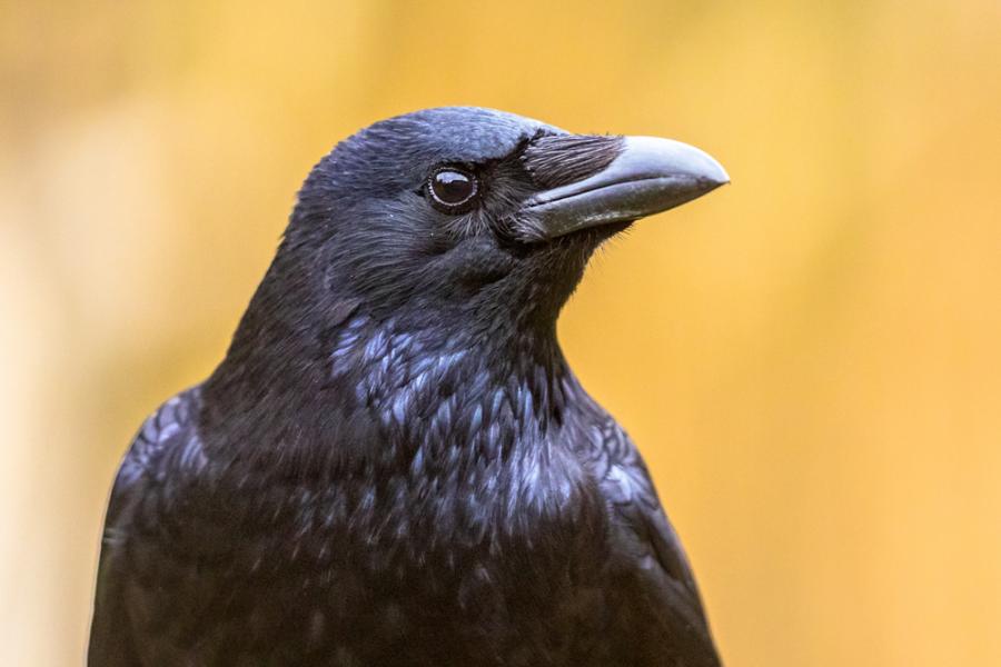 Враните всъщност могат да броят на глас