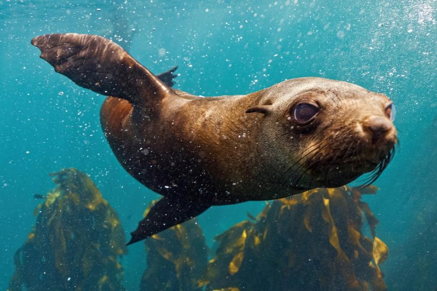 Изследователи картографират местообитания на морското дъно с помощта на морски лъвове