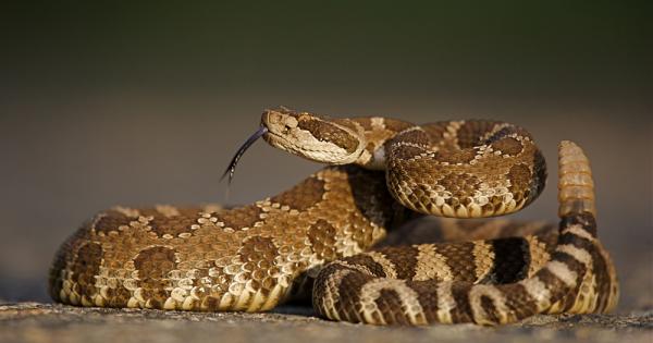 Гърмящите змии могат да се окажат единствените, които са доволни