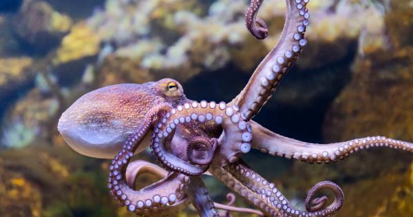 Едни от най-удивителните същества в моретата и океаните са октоподите.