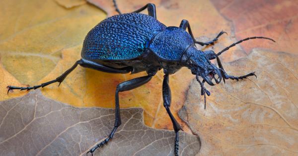 Учени са поставили миниатюрни раници на редки бръмбари обитаващи фрагменти