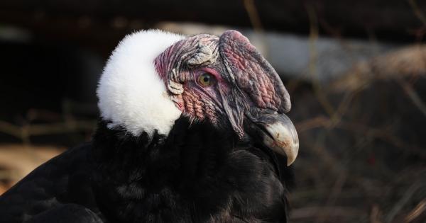 Южноамерикансият кондор (Vultur gryphus), или още андският кондор, е голяма