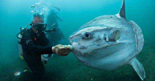 Най голямата костна риба в света регистрирана в Книгата с рекордите