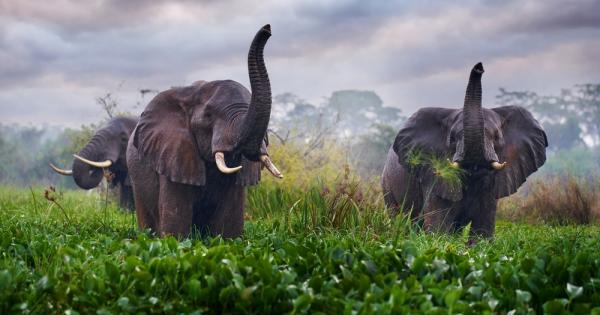 Слоновете в Африка се обръщат един към друг и отговарят