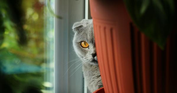 Котките са мистериозни, тихи и любопитни същества. Ето защо вероятно