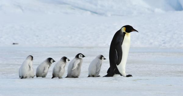 Учени установиха, че вследствие на климатичните промени популацията на пингвините