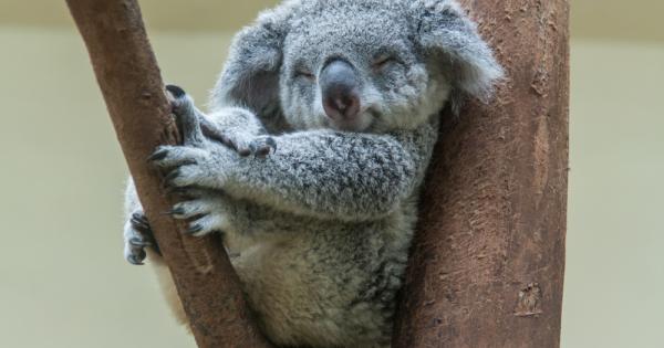 Тези, които за пръв път чуват звуците, издавани от коалите, често