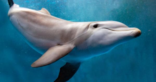 Американски учени установиха, че делфините притежават слонска памет. Оказва се,