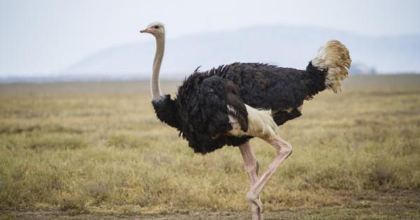 Призът за най голяма птица се връчва на щрауса – или