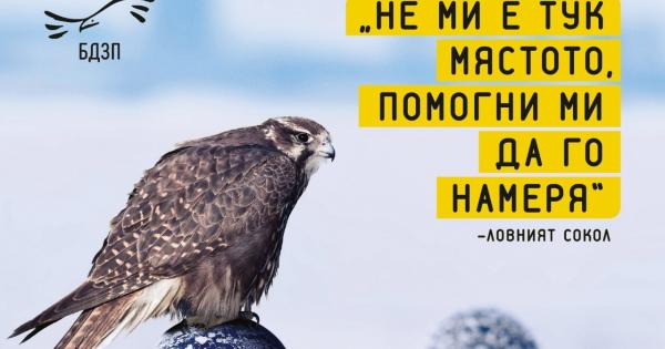 Интервю със Светослав Спасов, Българско дружество за защита на птиците.
Как се