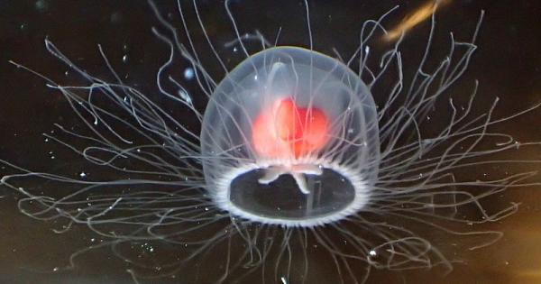 Безсмъртната медуза е наречена така, защото на теория може да