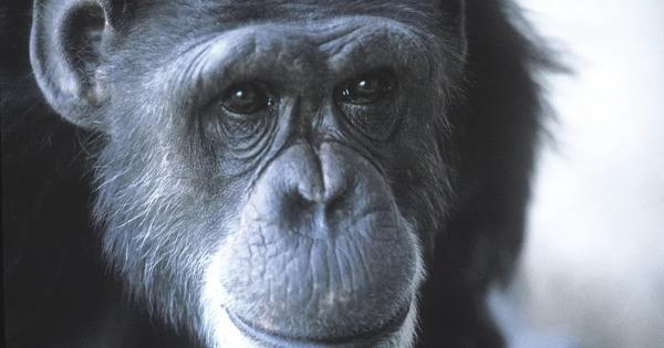 Историята на шимпанзето Уашо олицетворява увлечението на хората по езика