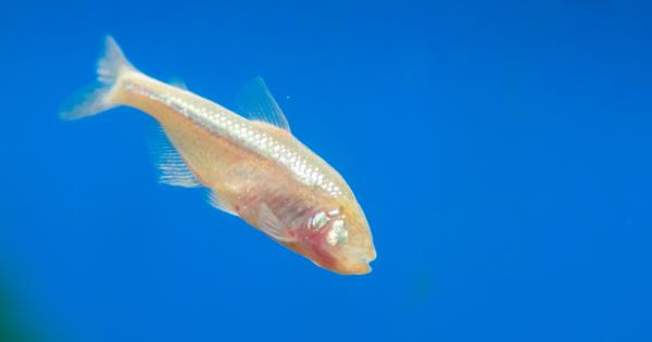 Учени откриха риба, която може да регенерира тъканта на сърцето.