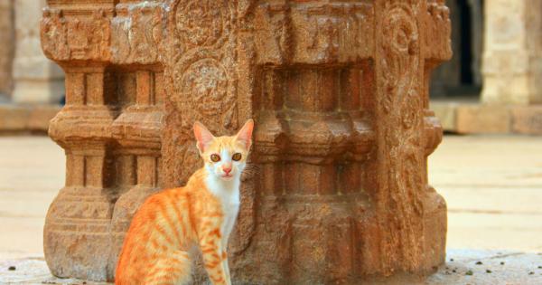 Когато гуруто сядал да извършва вечерния ритуал, котката в ашрама