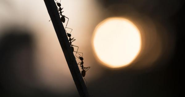 Войната на мравките продължава В серии от смъртоносни набези които