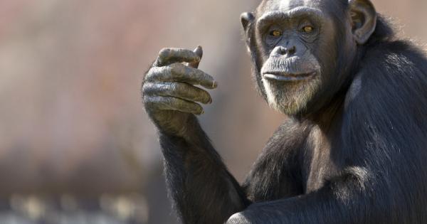 Дивите шимпанзета живеещи в дъждовните гори на Гвинея не само