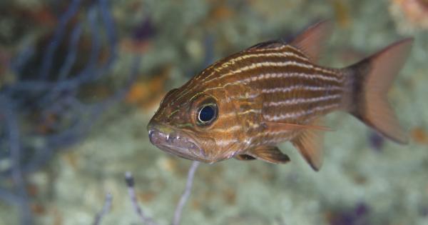 Учени са открили химически уникална отрова в малка тропическа рибка.