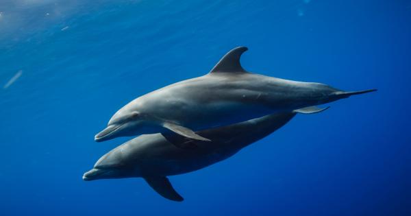 Учени откриха още доказателства, които подкрепят твърдението, че делфините се
