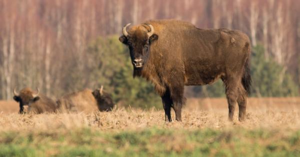 Зубърът (Bison bonasus) се завръща в дивата природа в Румъния,
