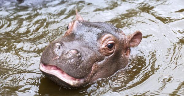 Говори се, че хипопотамите са свадливи и своенравни животни. Едва