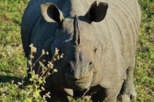 Започват да инжектират радиоактивни материали в рогата на носорози, за да спрат бракониерите