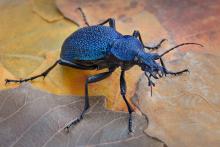 Учени поставят миниатюрни "раници" на редки бръмбари, за да изследват движенията им 