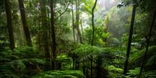Учени планират да създадат "супергора" в Австралия, включваща дървета с произход от древния континент Гондвана