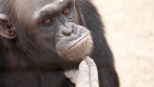 Удивителни видеоклипове показват шимпанзета, изричащи истински човешки думи