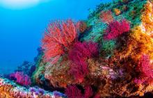 Червен корал e забелязан за първи път в плитките води на Магелановия проток