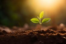 Учени създадоха "умна" почва за по-добро развитие на растенията