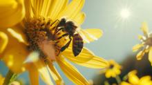 Пчелари и учени във Великобритания обединяват усилията си срещу подправения мед 