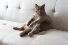 Домашните котки могат да са отличен модел за изследване на затлъстяването при хората