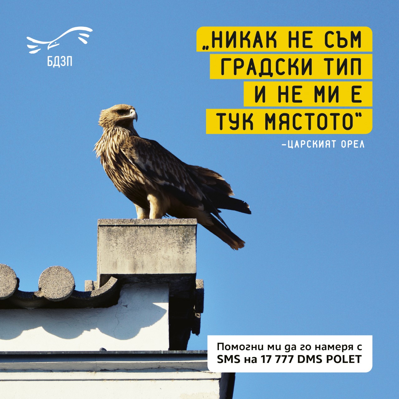 Такова чудо не бяхме виждали - царски орел в София! Какво те води насам? |  Обекти